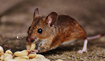 24 Hour & Emergency Exterminators in Knightsville, SC